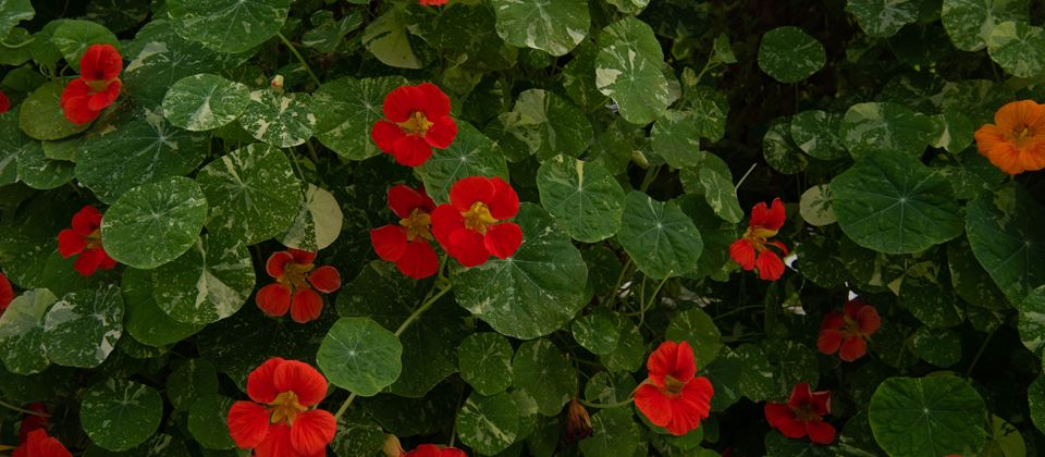 A Moment with Farmer Lee Jones: “I Give You Nasturtium!”