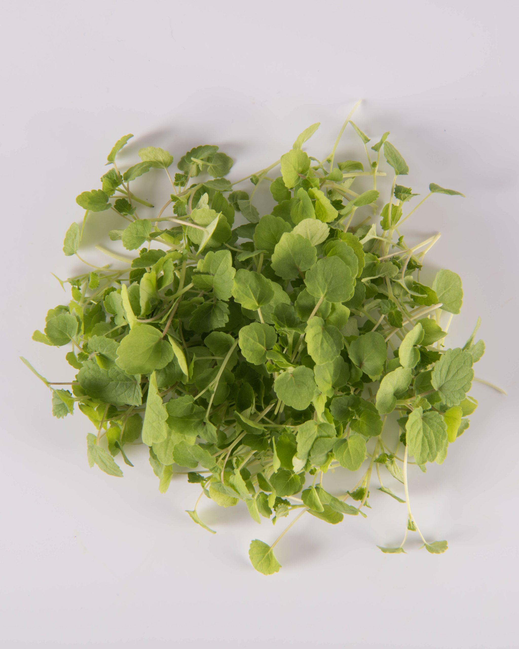 Hyssop