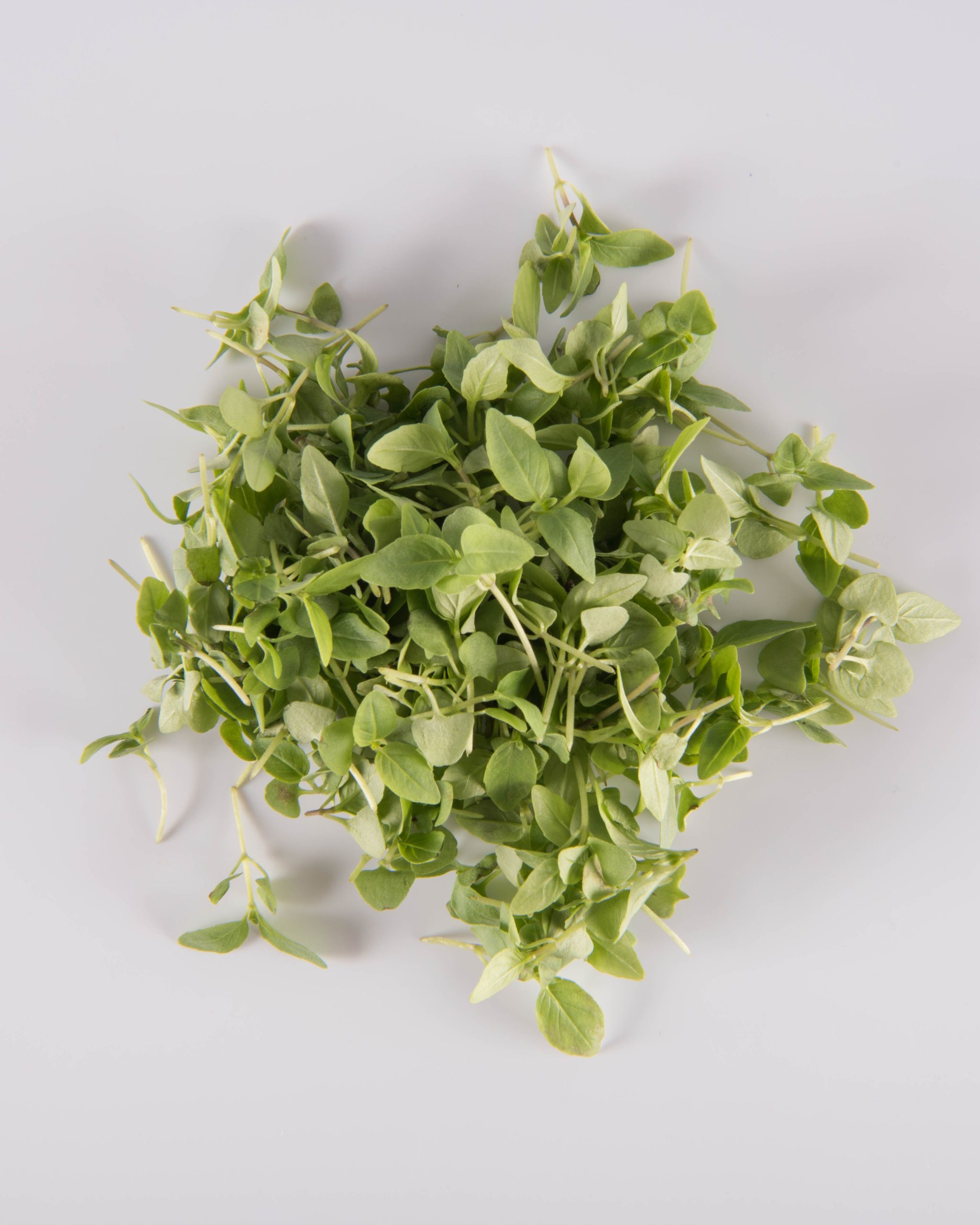 Basil