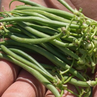 Beans & Peas