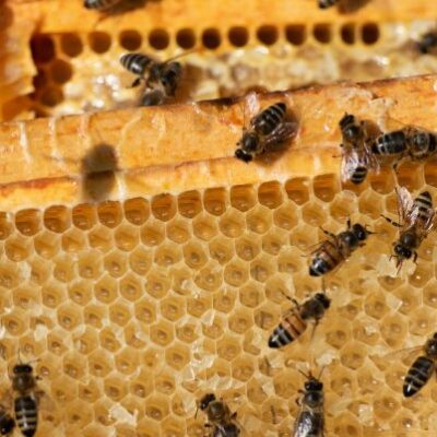Honey