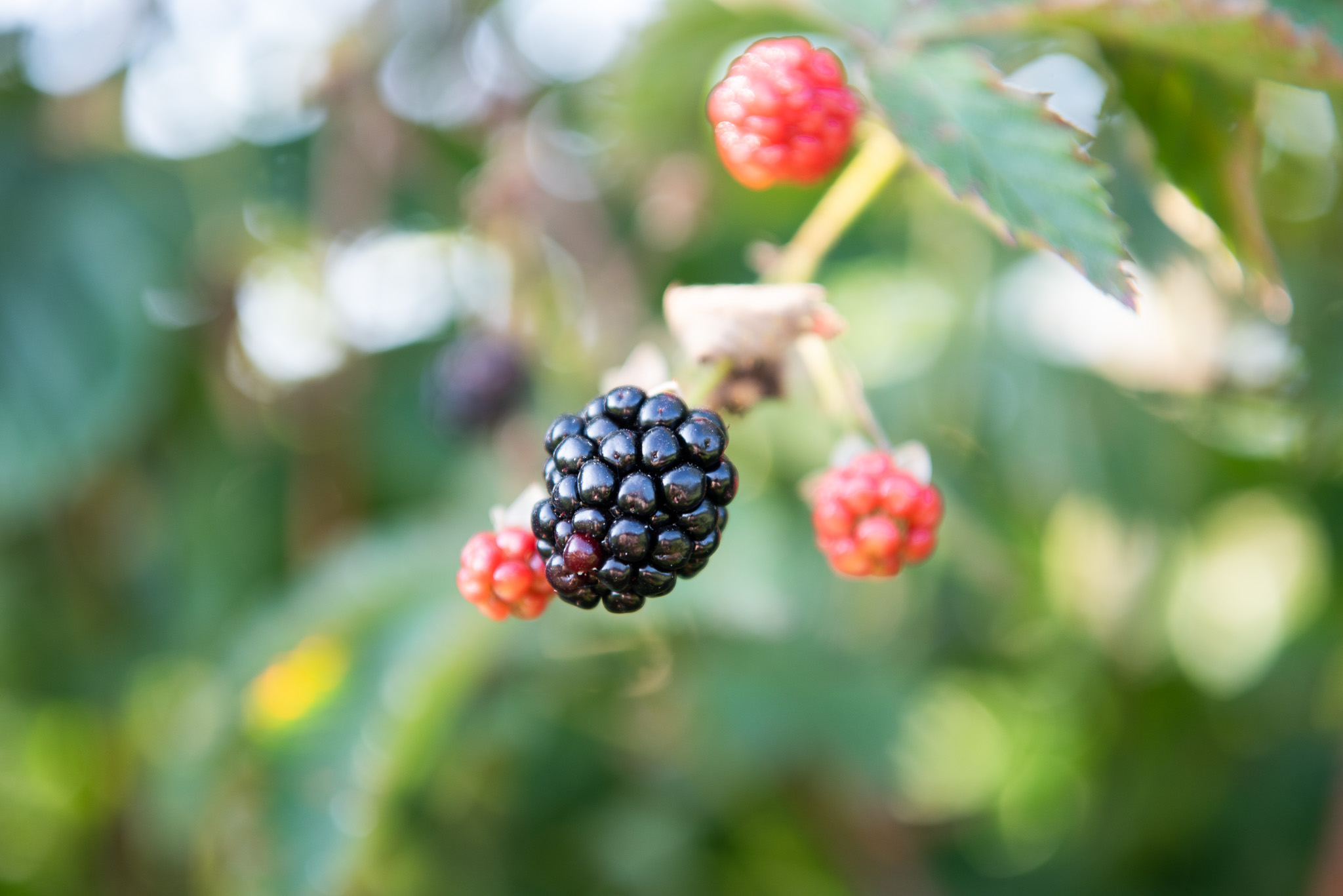 Blackberries