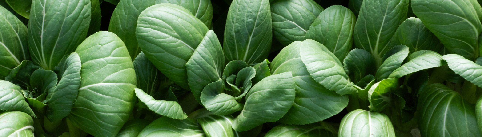 Bok Choy