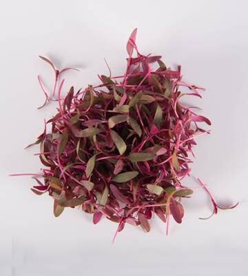 Burgundy Amaranth