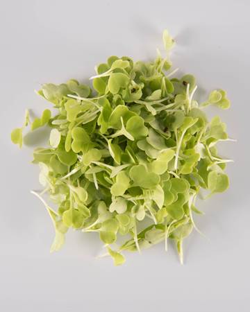 Cabbage
