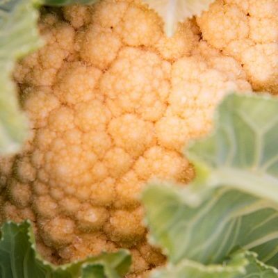 Cruciferous