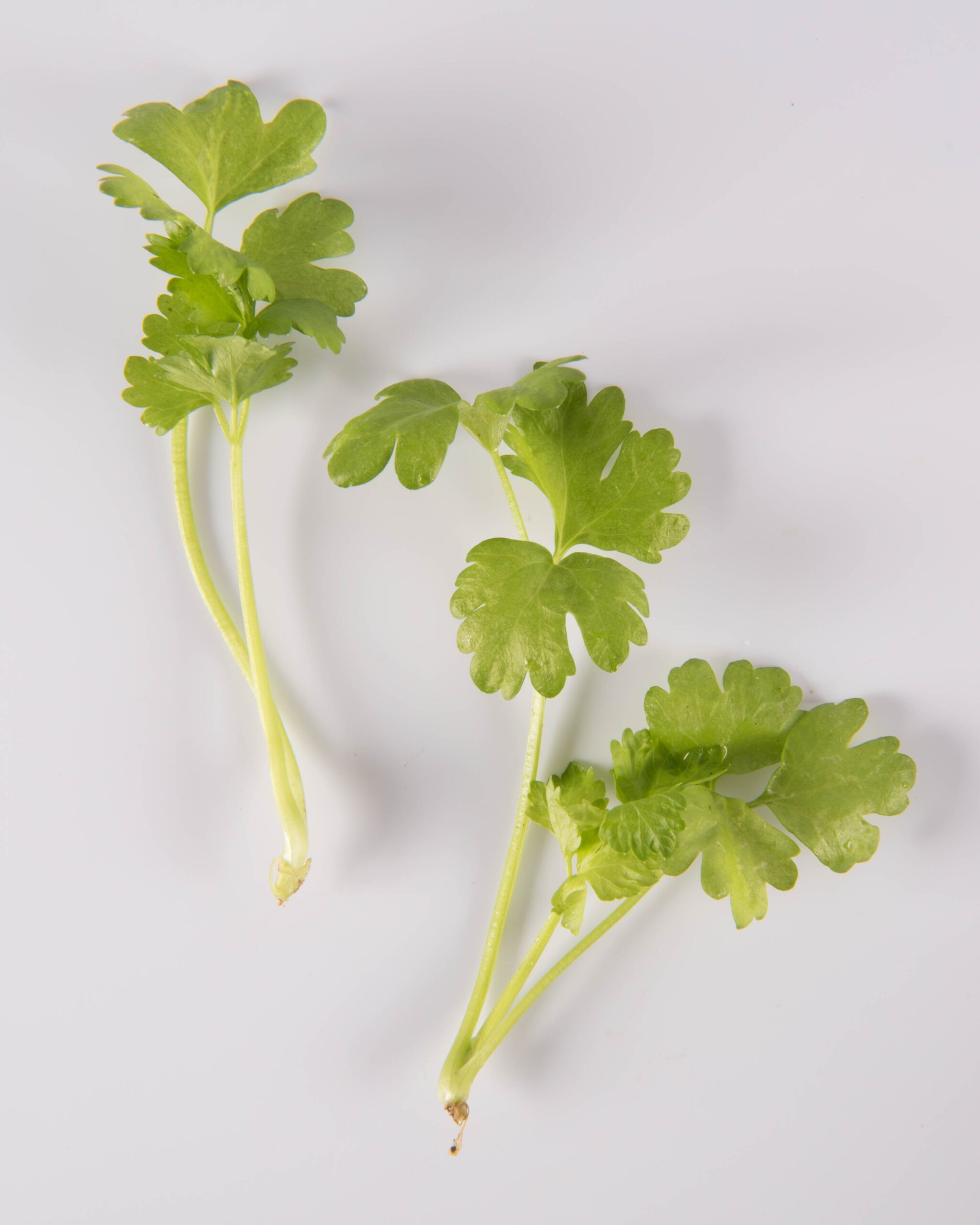 Celery
