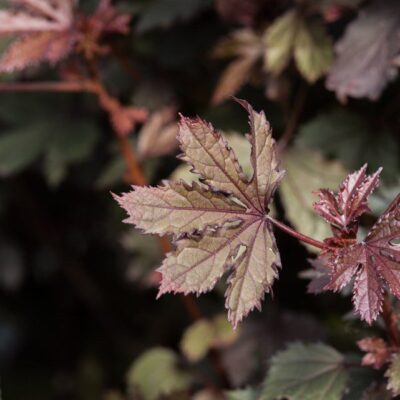 Leaves