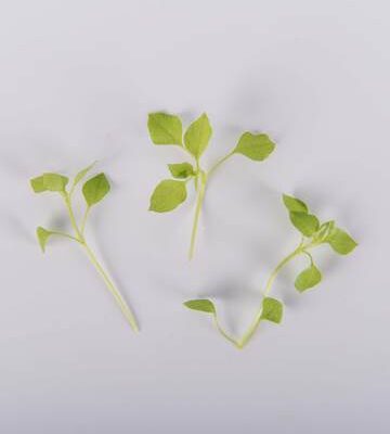 Petite Chickweed