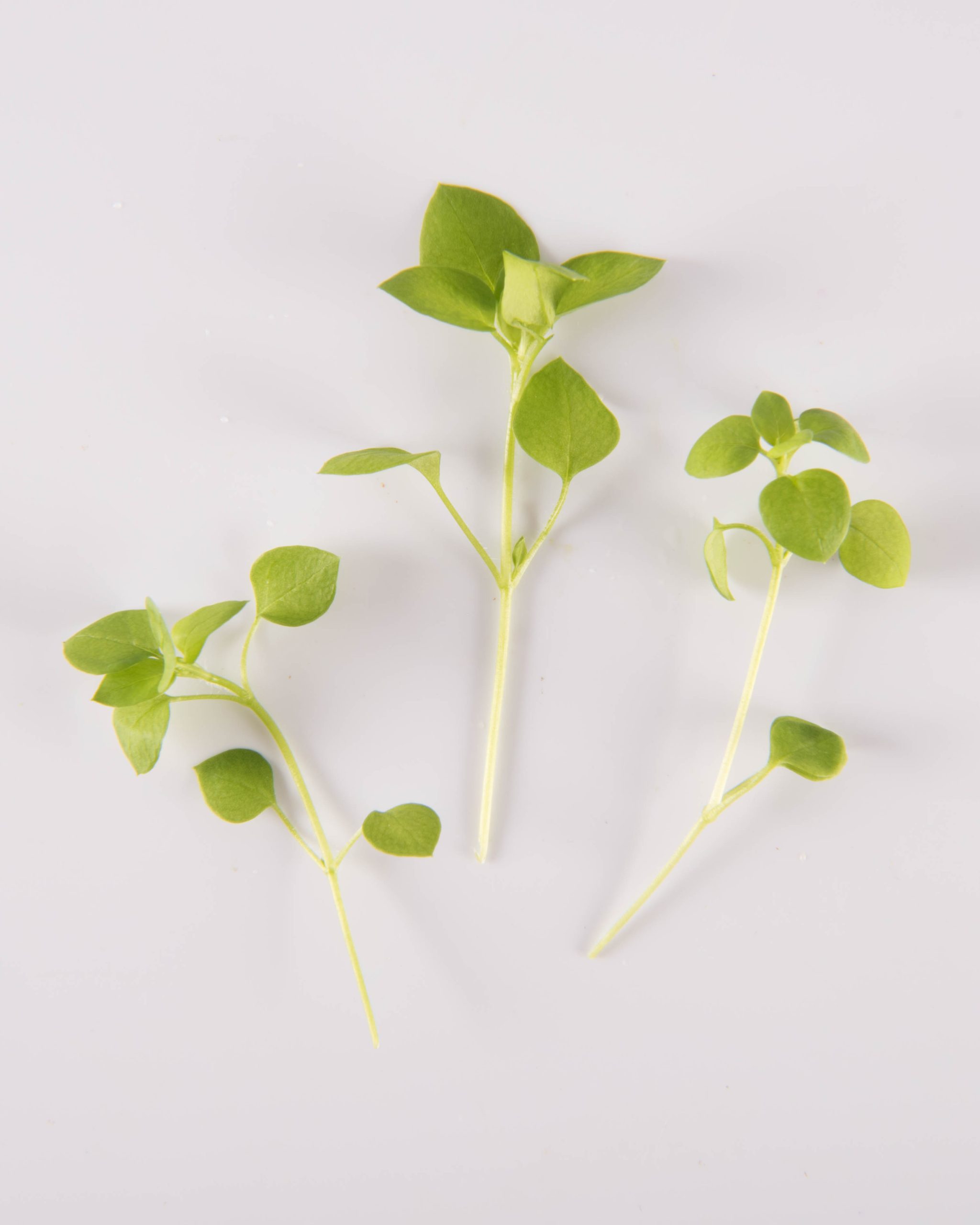 Chickweed