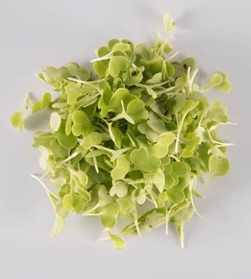 Chinese Cabbage