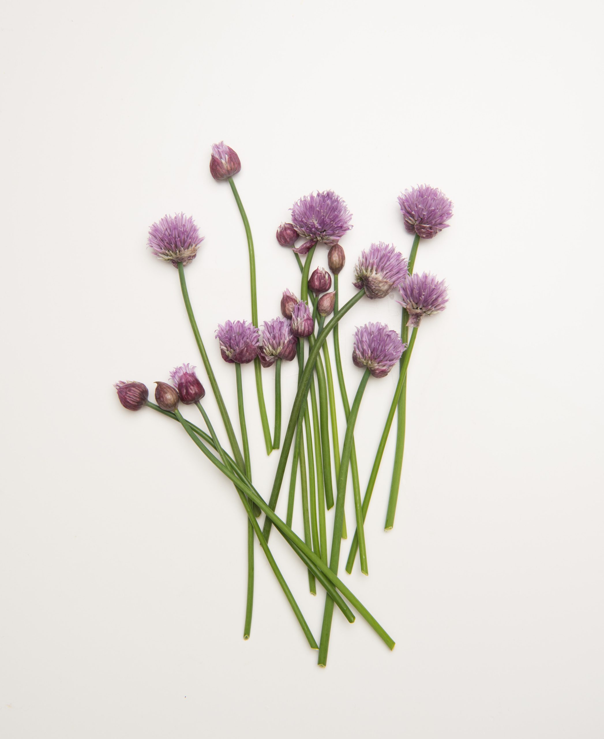 Vegetable Blooms