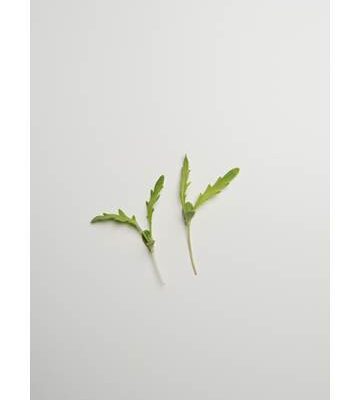 Chrysanthemum