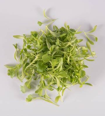 Cilantro