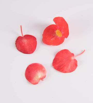 Begonia
