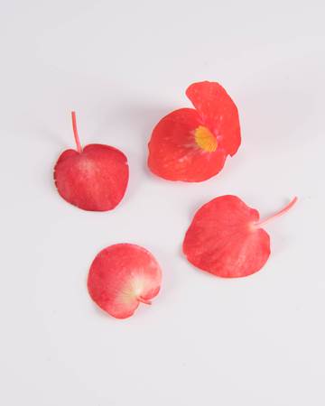 Begonia