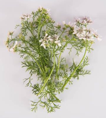 Citrus Coriander