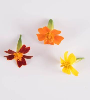 Citrus Marigold
