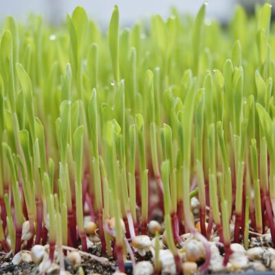 Corn Shoots