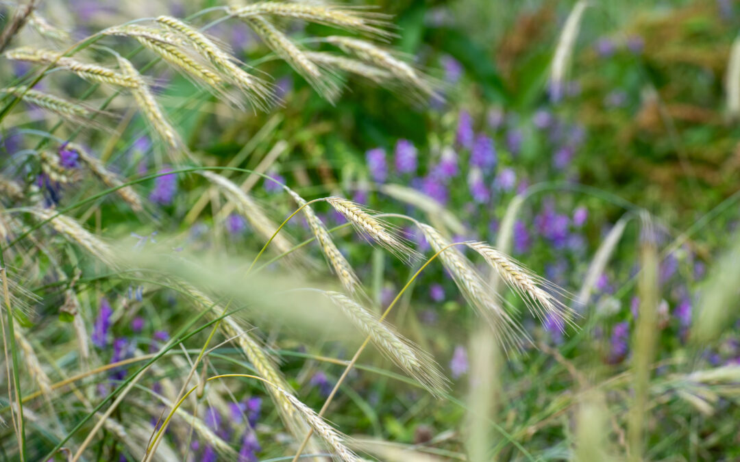 Cover Crop