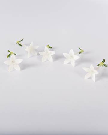 Egyptian Starflower