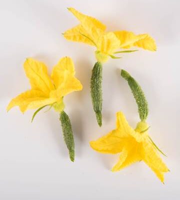 Cuke with Bloom