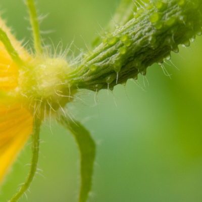 Cucumber