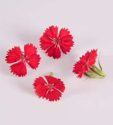 Abbey Road Dianthus