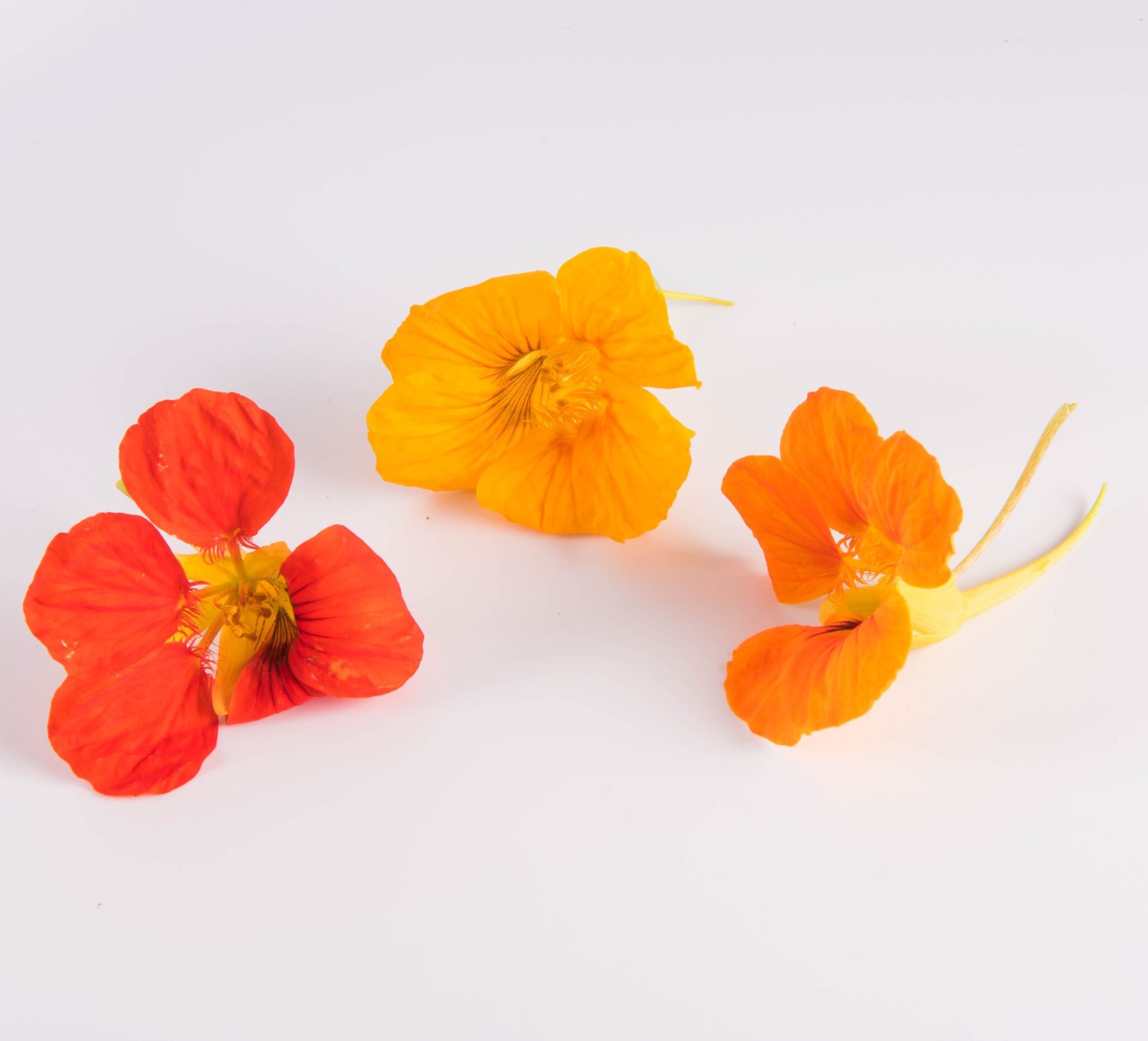 Nasturtium