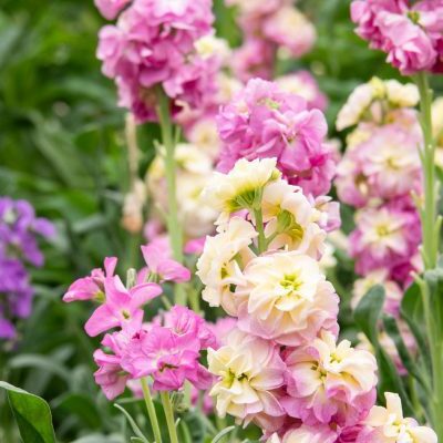 Edible Flowers