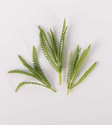 English Lavender