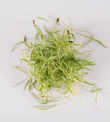 Fennel