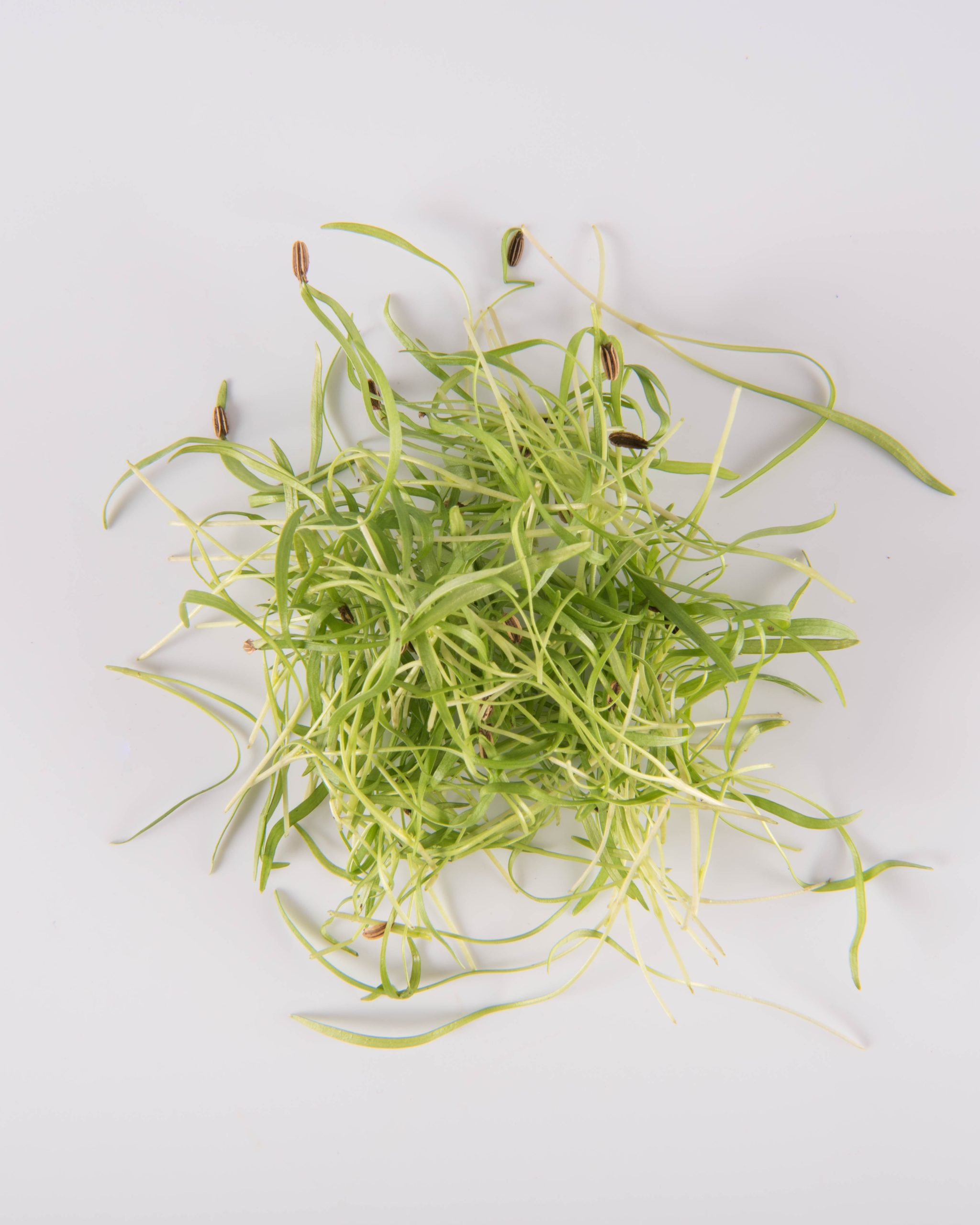 Fennel