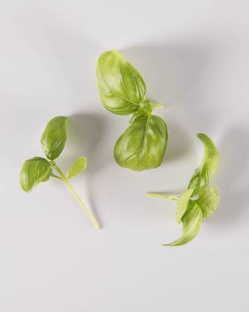 Fines Herbs