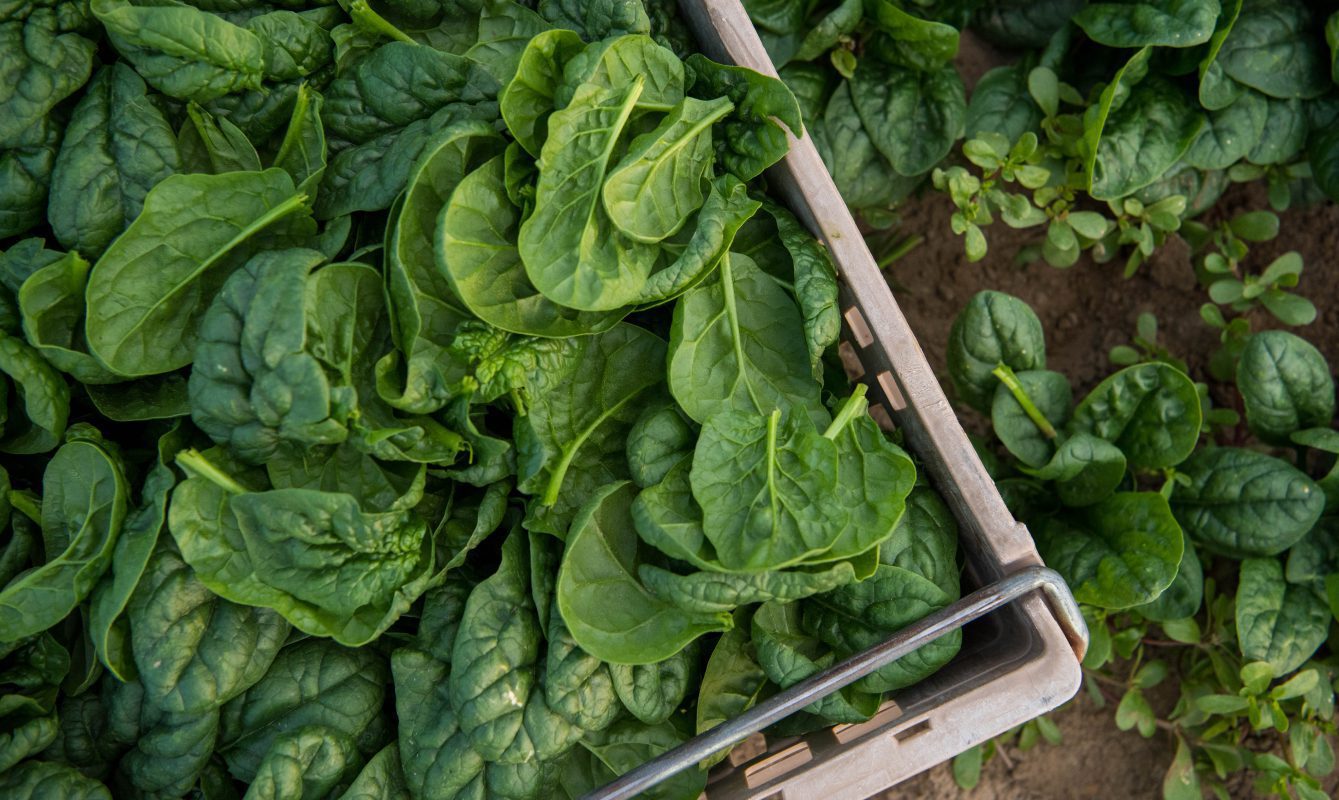 Greens-Spinach-4 2