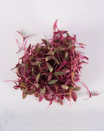 Amaranth