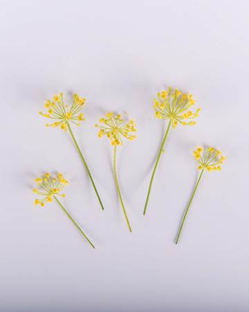 Dill