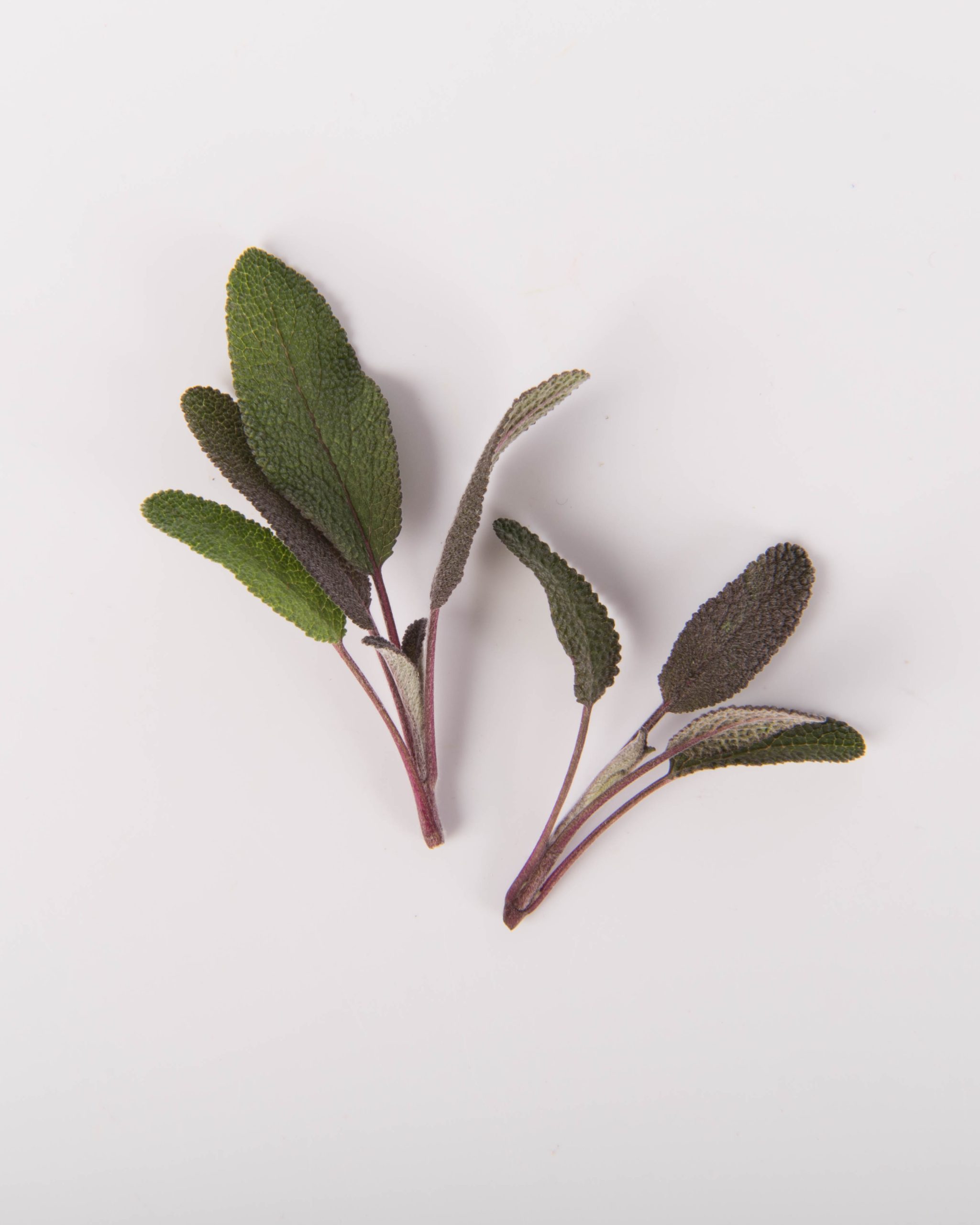 Sage