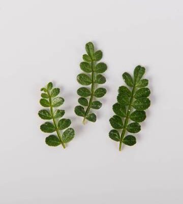 Petite Kinome Leaf