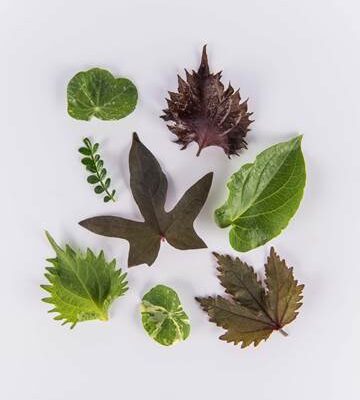 Leaf Sampler
