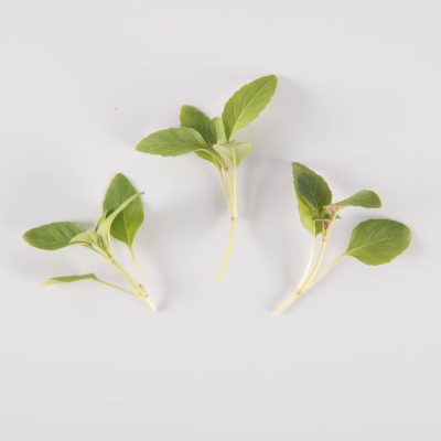 Lemon Balm