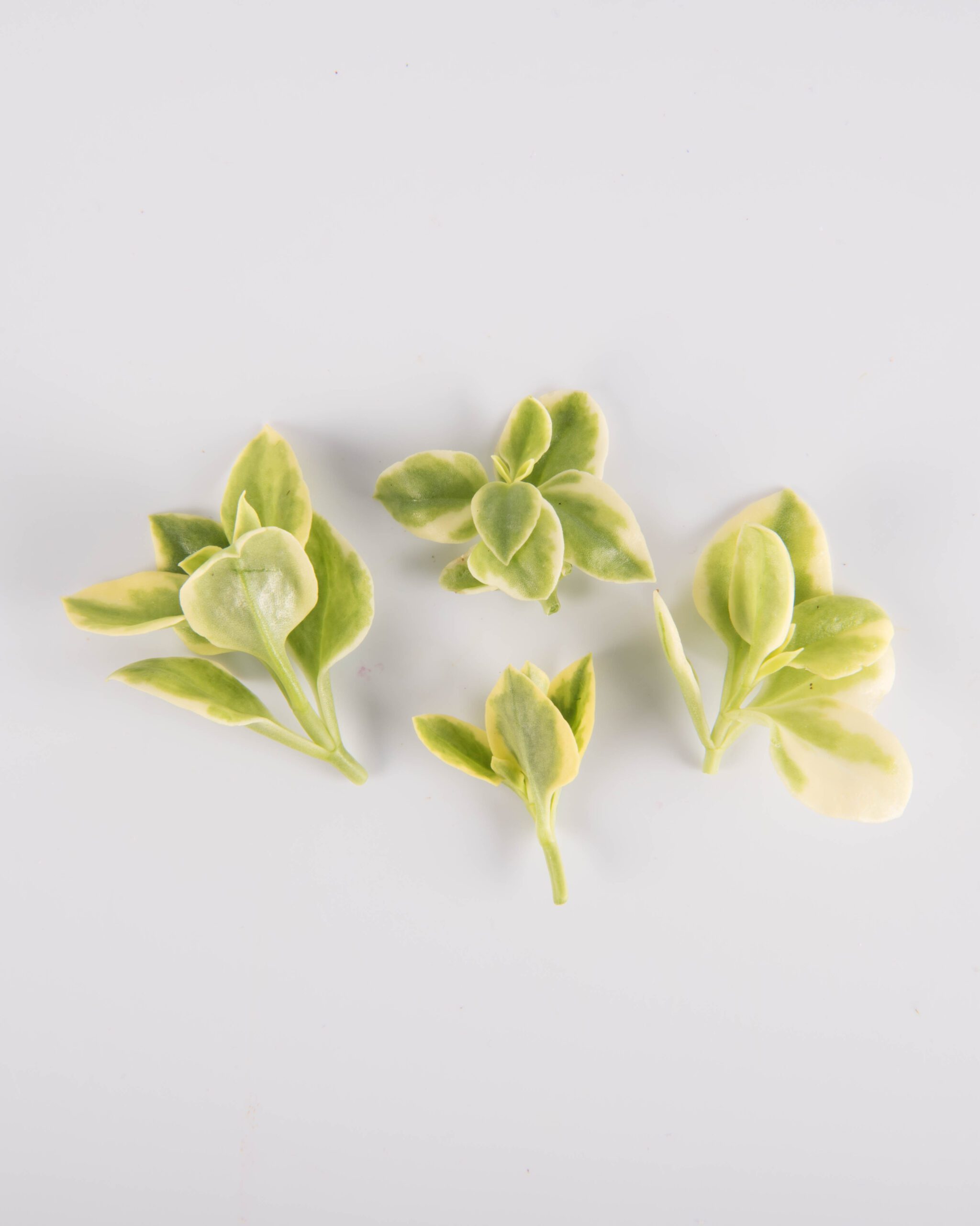 Crystal Lettuce