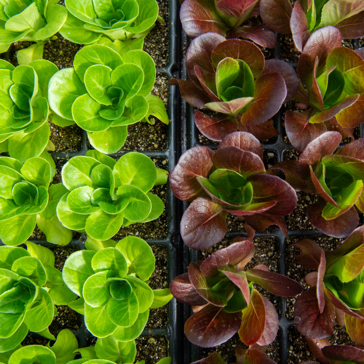 Lettuce Rosettes