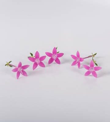 Egyptian Starflower Lilac