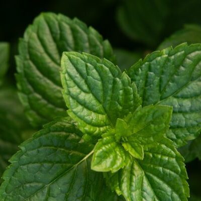 Herbs
