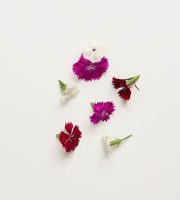 Mixed Dianthus