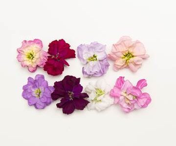 Mini Floret