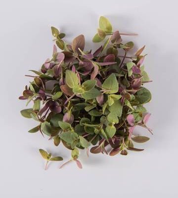 Mountain Mint