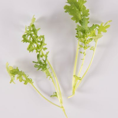 Wasabi Mustard
