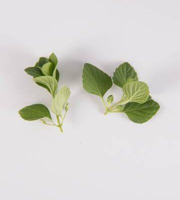 Nepitella Mint